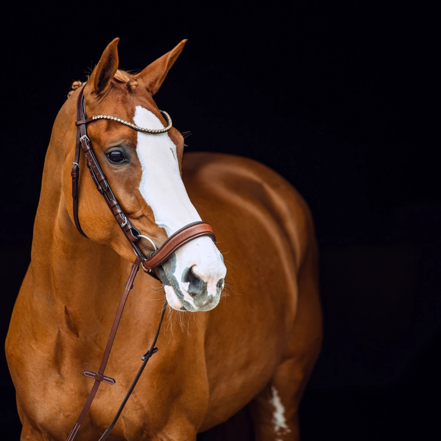 Horze Positano Anatomische Hannoveranische Trense – Bild 6