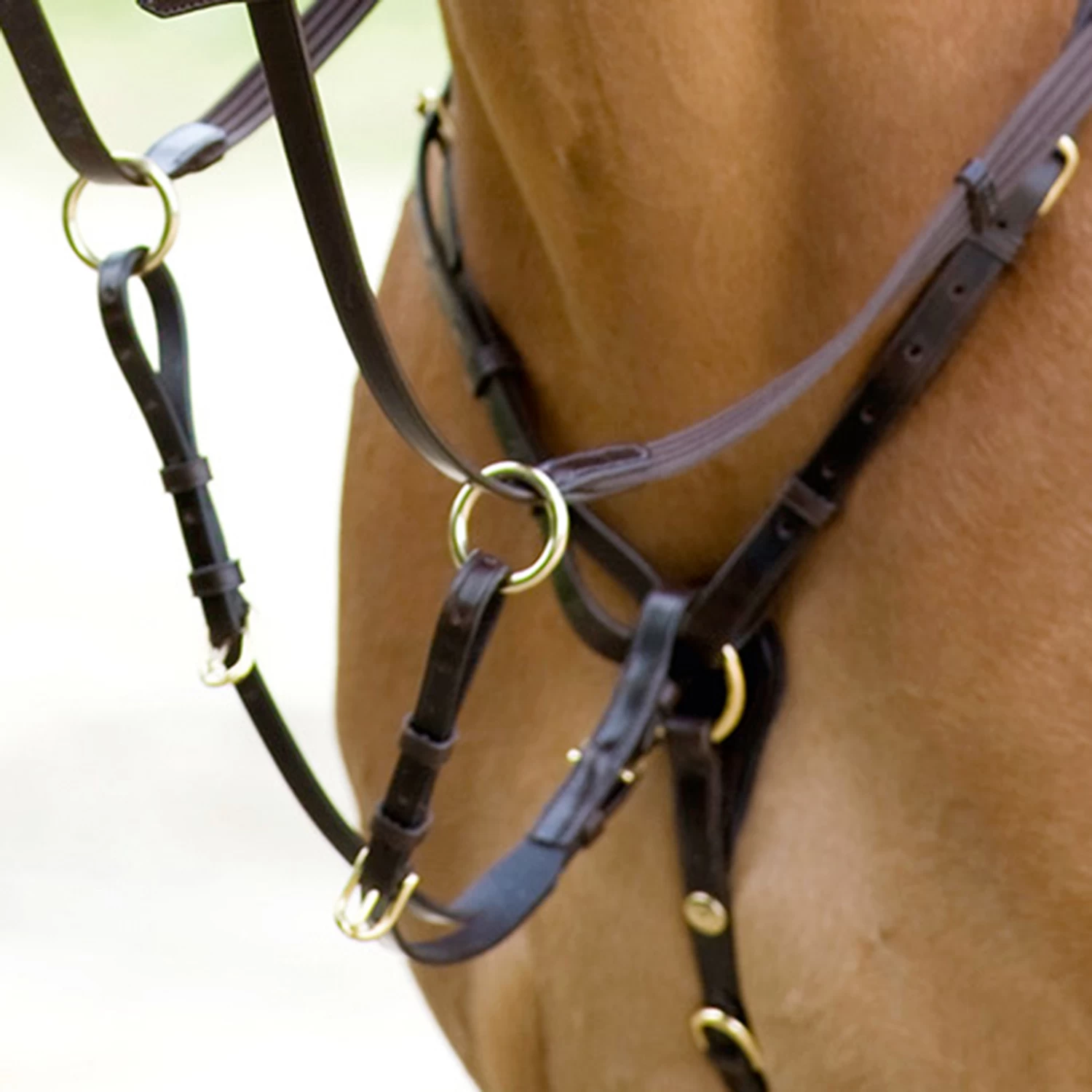 Schockemöhle Schmal Geschnittenes Vorderzeug: RACE II – Bild 2