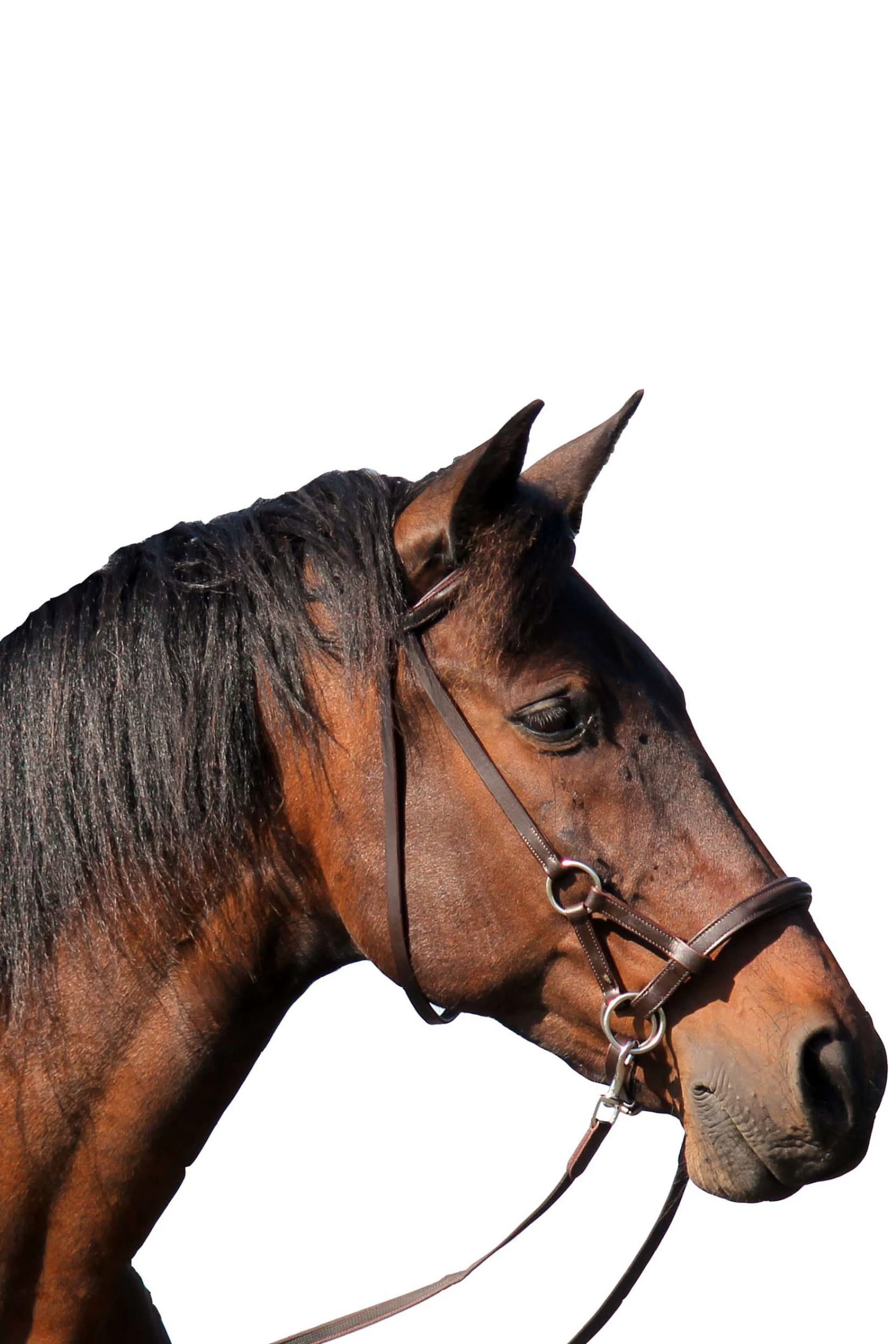 FRA Pardoes Sidepull (System 3) Leder Mit Anti Slip Zügeln – Bild 3