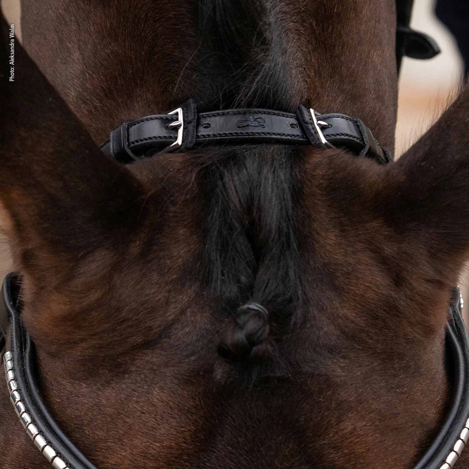 Schockemöhle Equitus Rho Genickstück – Bild 4