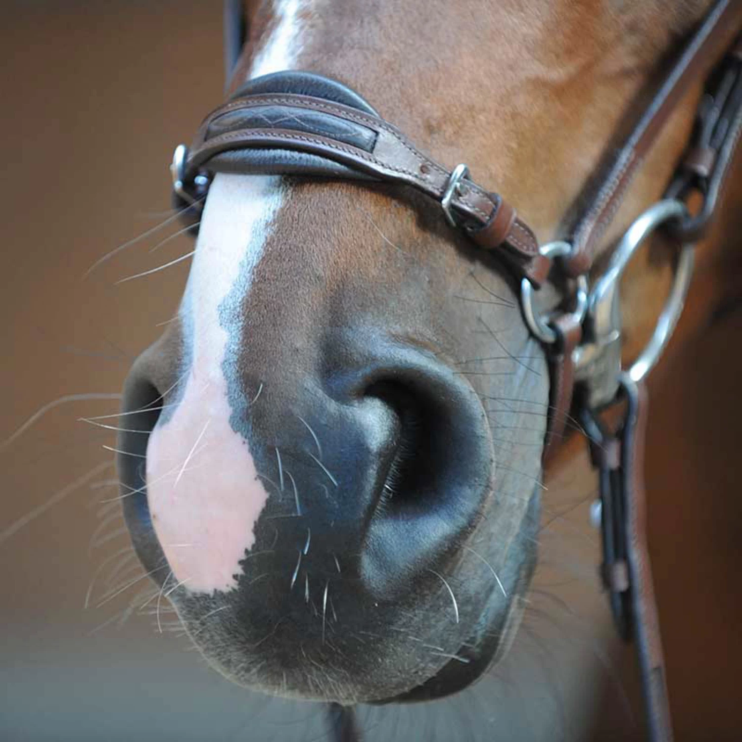 Kavalkade Levana Trense – Bild 2