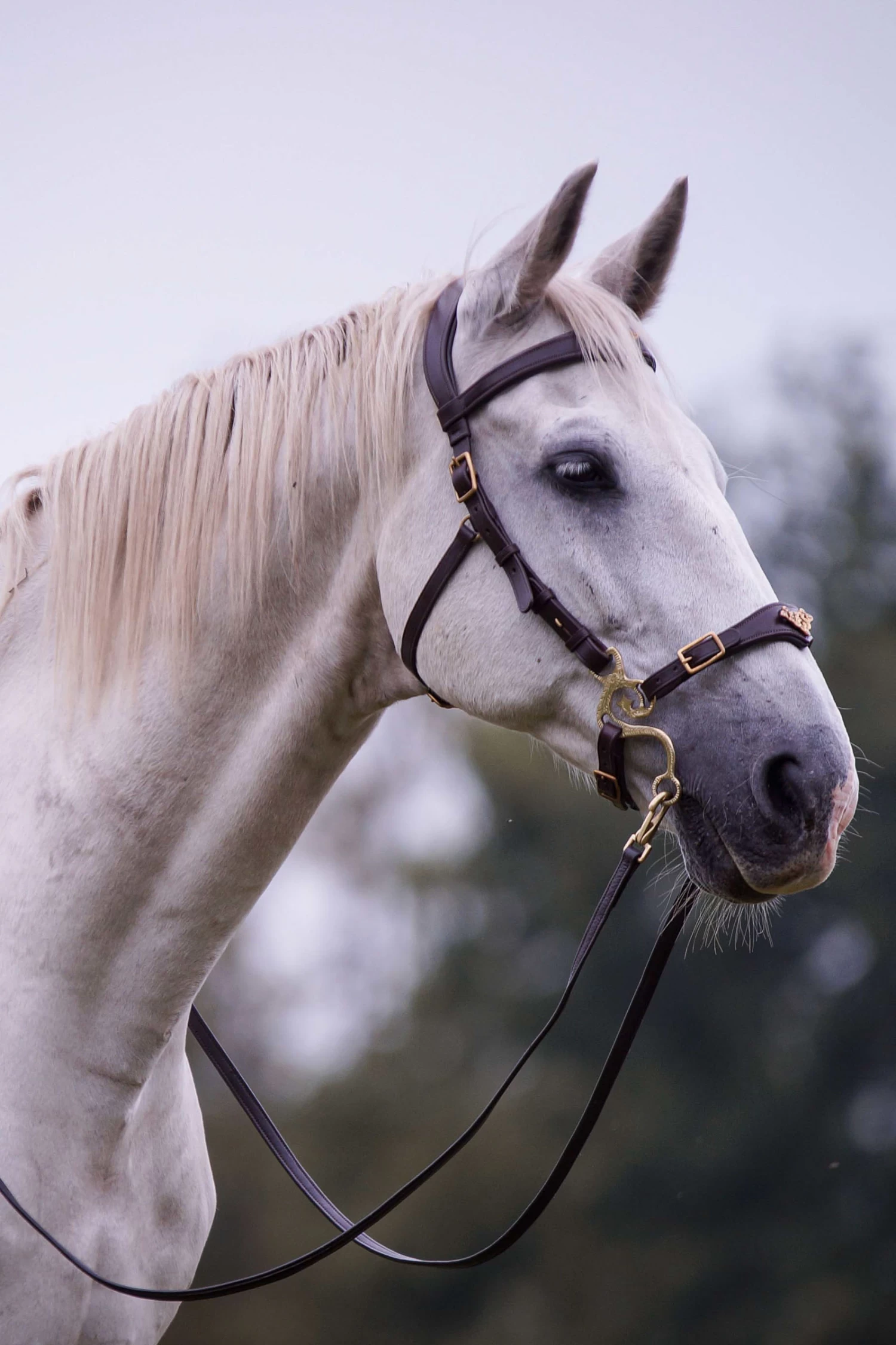 F.R.A. Imperial Hackamore Zaum, Shire – Bild 4