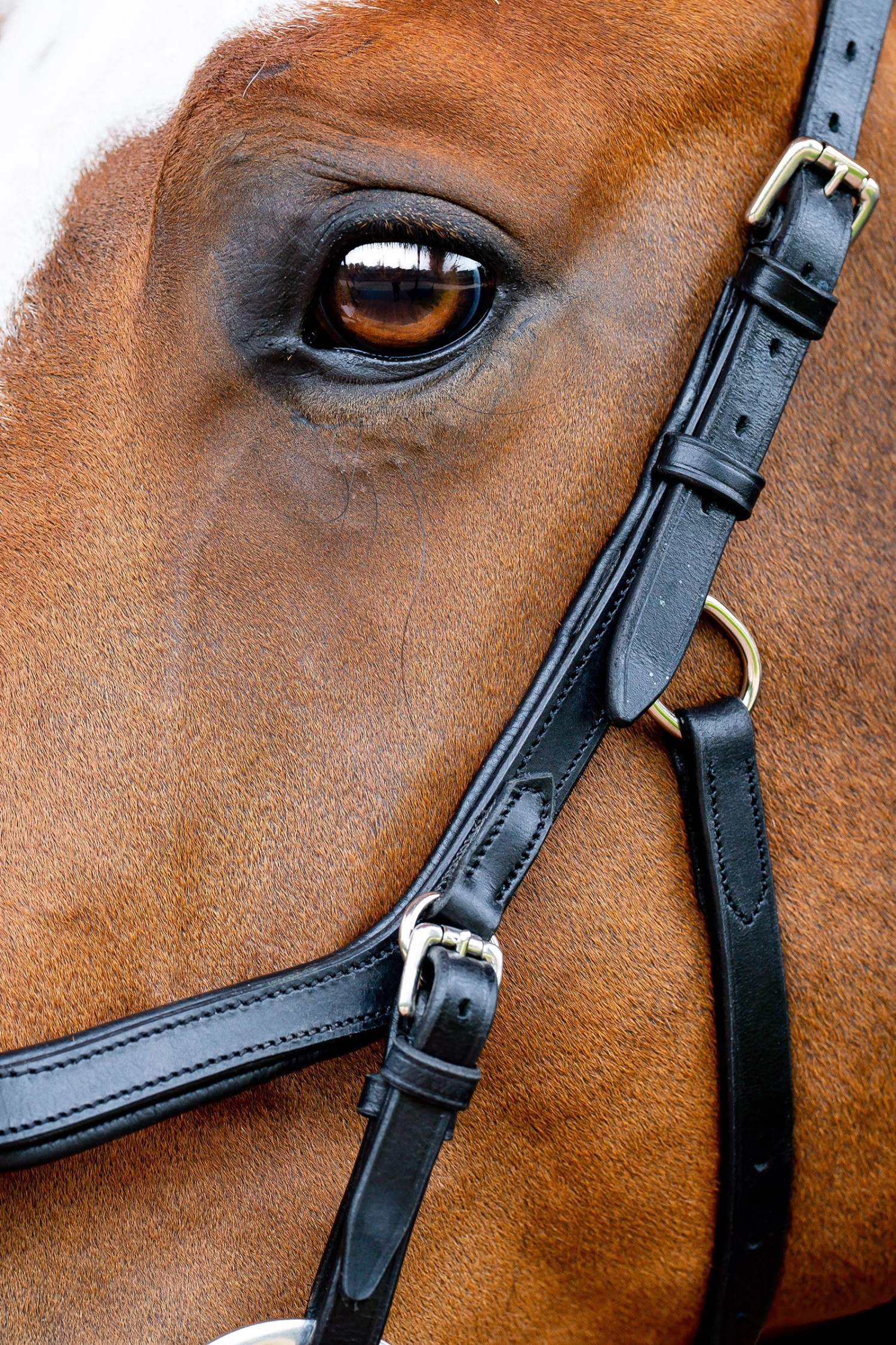 Horseware Rambo Micklem 2 Diamante Competition Trense Mit Zügeln – Bild 2